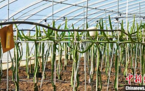 正规配资 新疆墨玉：科技助力特色水果试种 农业转型见成效