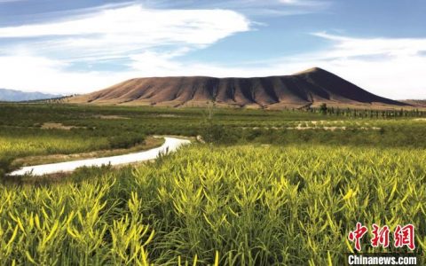 成都配资 （乡村行·看振兴）山西大同：黄花产业跑出乡村振兴“加速度”