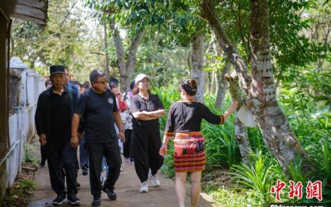 杠杆配资 （乡村行·看振兴）从荒地到绿园，海南澄迈苦丁茶带来“甜”日子