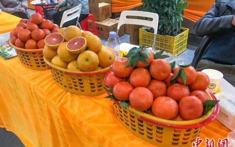 股票线上配资 广西桂林市柑桔产销两旺 现场签约7.85亿元