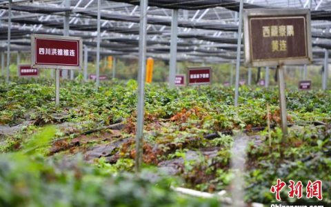股票配资网站 重庆将打造“大巴山药谷” 推进中医药高质量发展