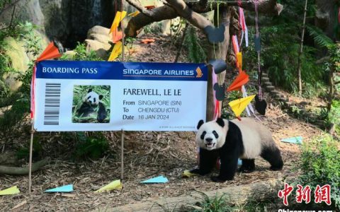 合法配资 新加坡民众送别大熊猫“叻叻”：“愿你给更多人带来快乐”
