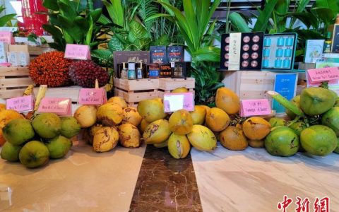 免息配资 黄椰、金椰、香水椰……中国专家培育出“文椰”系列新品种