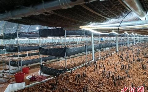 配资机构 发展鸡枞菌特色种植 湖南零陵产业富民