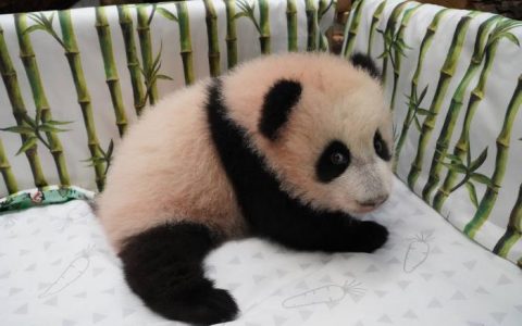 配资机构 莫斯科动物园园长晒萌图：大熊猫“丁丁”的幼崽会站啦！(图)