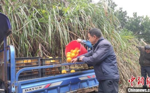 国内股票配资 （乡村行·看振兴）江西万载：移植脐橙树 蹚出致富路
