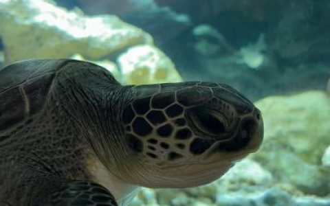 外汇配资 国际最新研究：全球气候变暖或使地中海绿海龟筑巢范围扩大