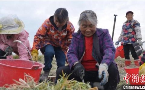 证券配资 （乡村行·看振兴）江西安义荸荠喜丰收 致富路上马蹄疾