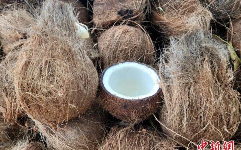 温州股票配资 海南椰子产品进出口呈现加工原料多、来源集中等特点