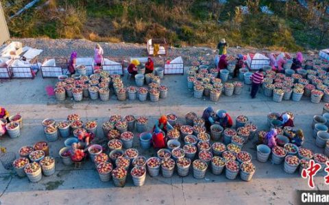 股票配资软件 （乡村行·看振兴）山东烟台：数字果园化解苹果种植“五老”难题