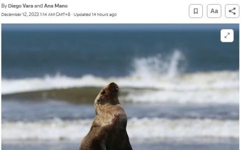 股票线上配资 禽流感病毒蔓延 巴西南部近千只海豹和海狮死亡