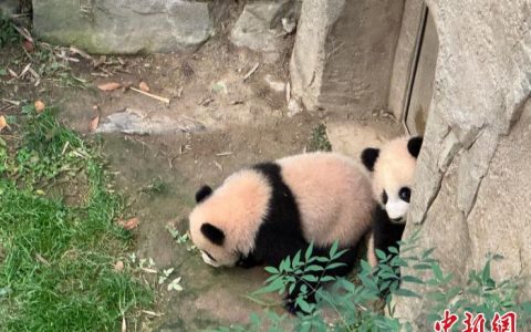 至尊配资 韩国爱宝乐园双胞胎大熊猫幼崽4日起与游客见面