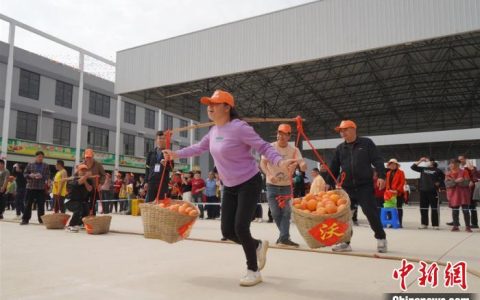 正规配资网站 广西武鸣超150万吨沃柑元旦上市 出口东盟市场