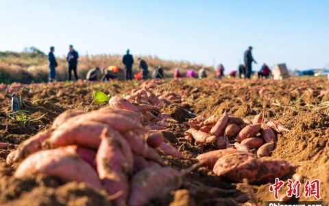 炒股配资 （乡村行·看振兴）山东莱阳：小红薯解锁“甜蜜增收”密码